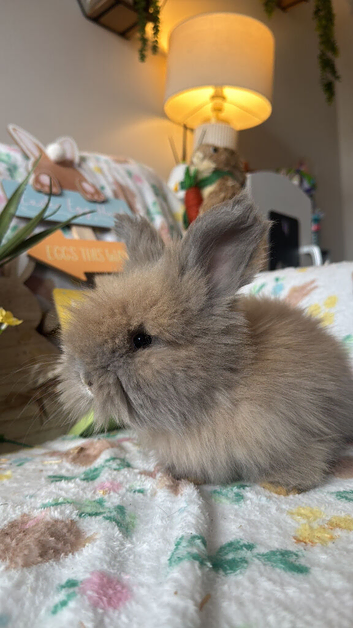 Angora babies for sale