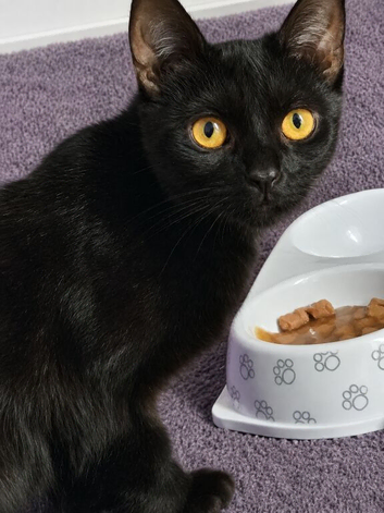 2 years old female cat