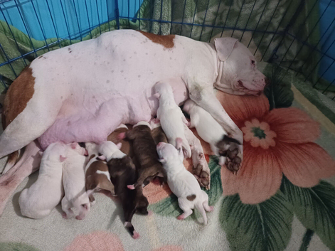 Puppy Staffordshire Bull Terrier