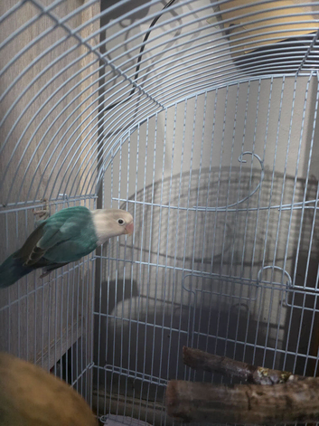 Beautiful male love bird