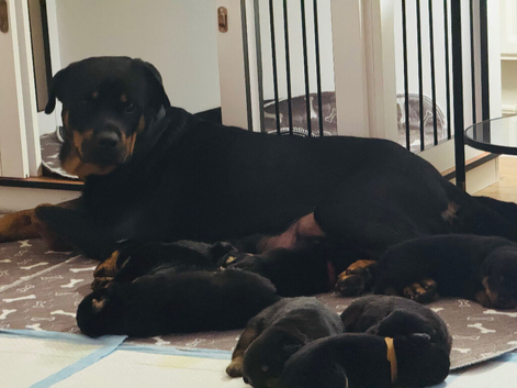 Rottweiler puppies for sale