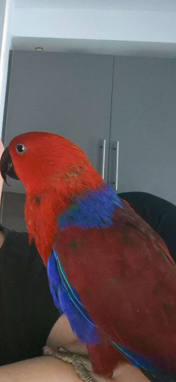 Talkative female eclectus.