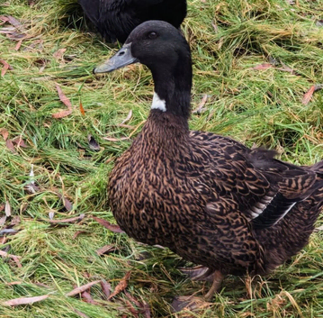 One year old unique pattern Cayuga/ Cherry valley mixbreed female duck