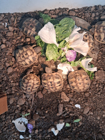 Tortoises for sale.