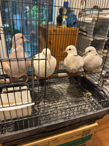 Java doves for sale