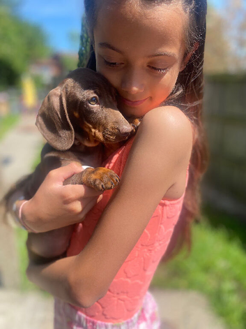 Fully Trained & Ready - Darling Dachshunds