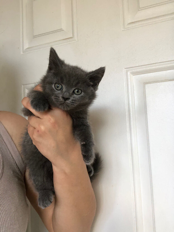 Beautiful Scottish fold (mixbreed) kittens
