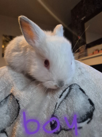 Baby bunnies