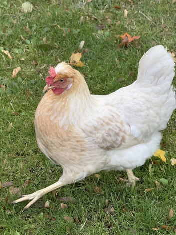 2 Silver Sussex laying hens