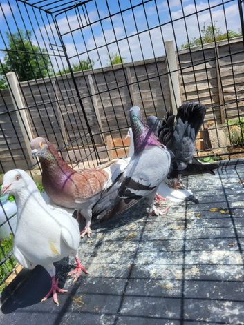 For sale x6 pigeons mixed