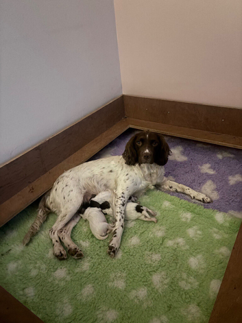 Springer spaniel liver & white puppy&rsquo;s