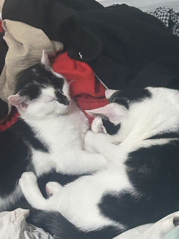 2 beautiful kittens
