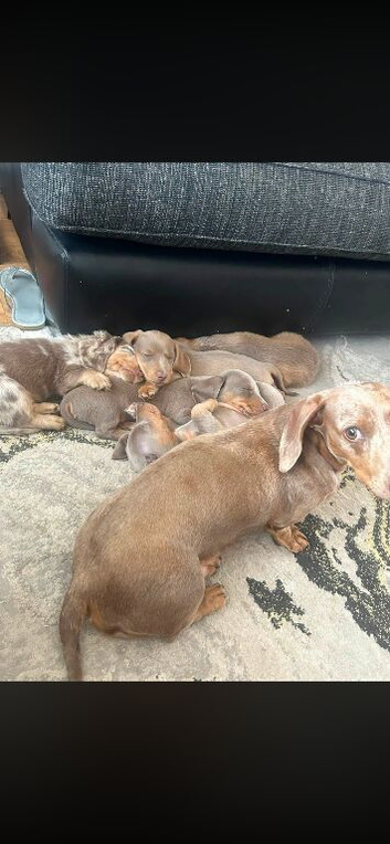 2 lilac & tan girls miniature dachshund for sale!!