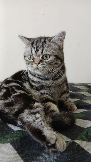 BSH. Male. TICA.