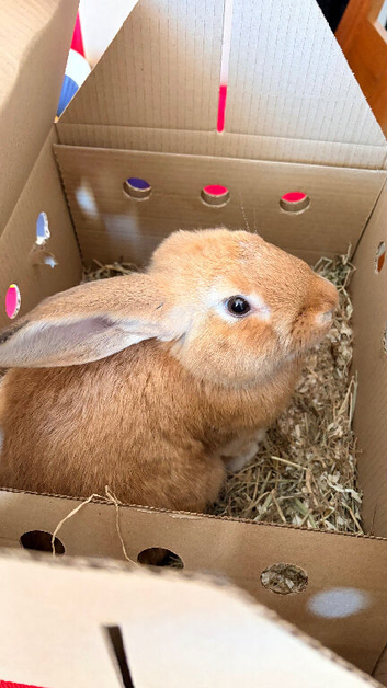 2x Rabbits