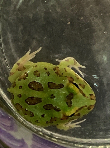 Pac-Man (Horned) Frog babies cb26