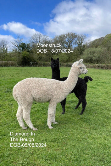 Beautiful Pet Females Available