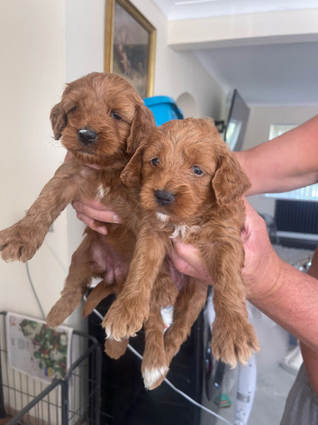 Cockapoo red puppies girls only