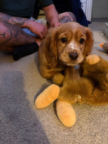 Female red cocker spaniel 8 weeks