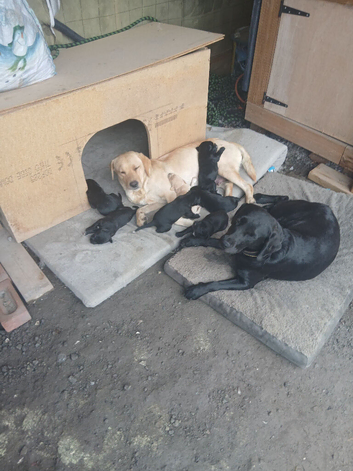 Labrador puppies for sale