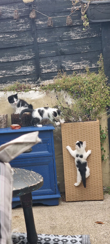 5 white and black kittens