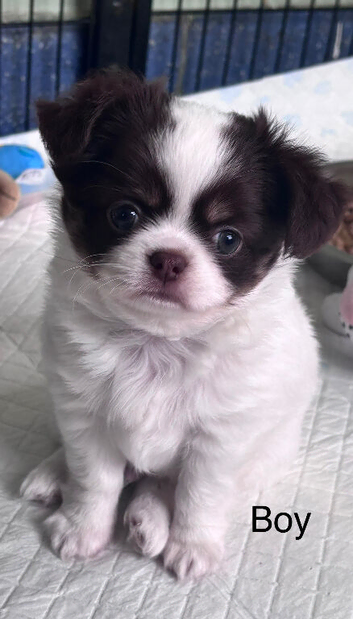 Beautiful chocolate tri long coat chihuahua puppies