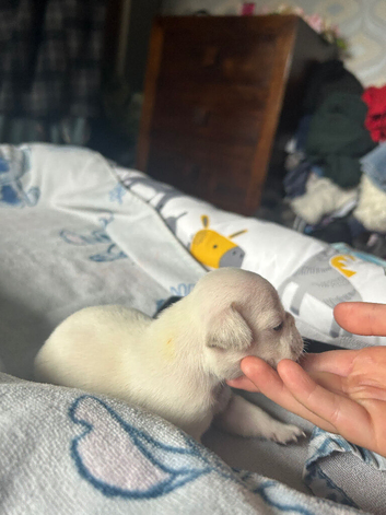 French bulldog puppies well bred and loves anything that involves cuddles or playing