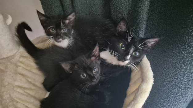 2 kittens ready now