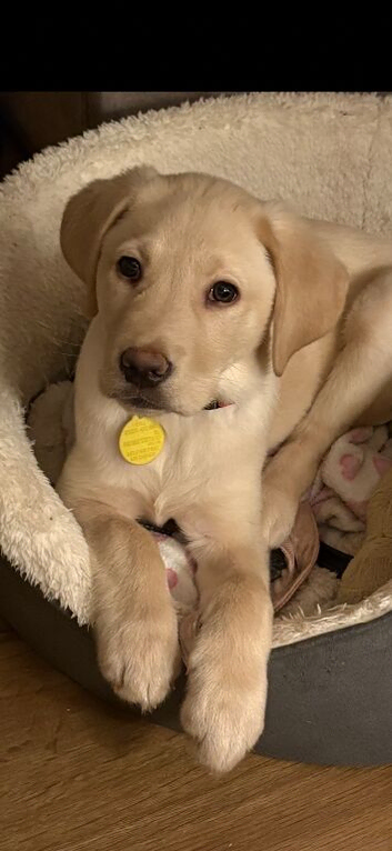 Adorable pedigree light Labrador boy puppy for sale