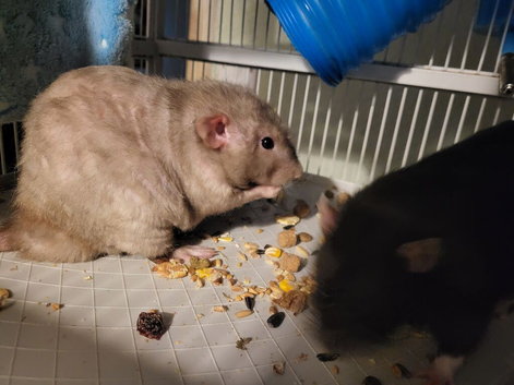 Looking for boy rex rats please