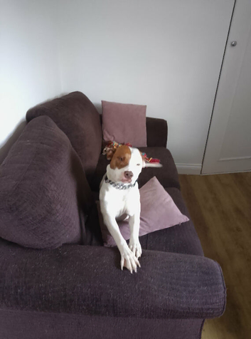 Staffy