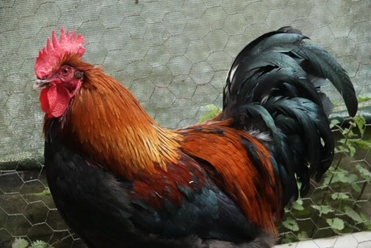 Pure bred French Black Copper Marans and hatching eggs