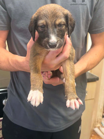 Saluki pups 3 pups left