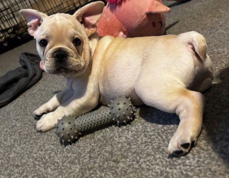 Reduced! Cream male frenchie️