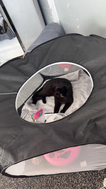 Pantha the black cat