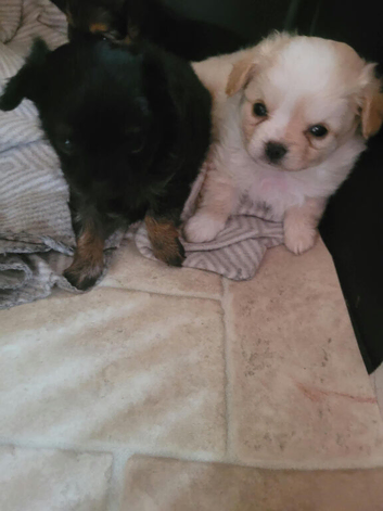 Chihuahua