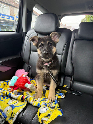 German shepherd