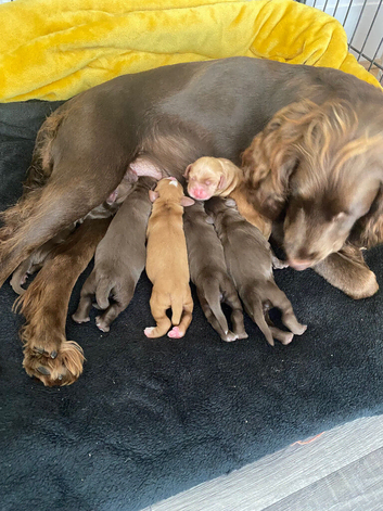 Cocker Spaniel puppies