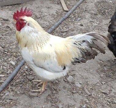Free Cockeral
