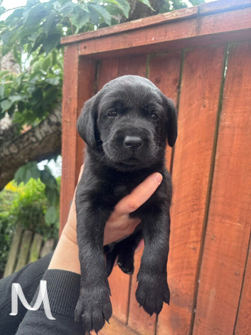 KC registered Labrador pups for sale