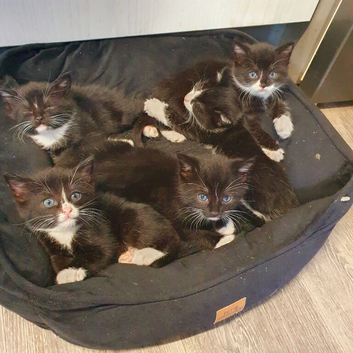 Bombay x kittens