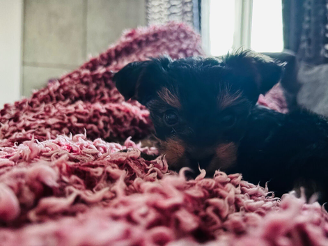 Yorkshire Terrier boy