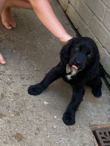 Cocker spaniel