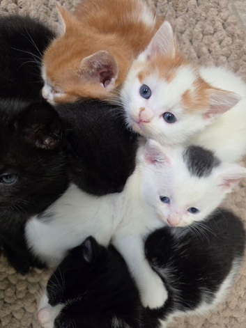 Little bundles of fluff!