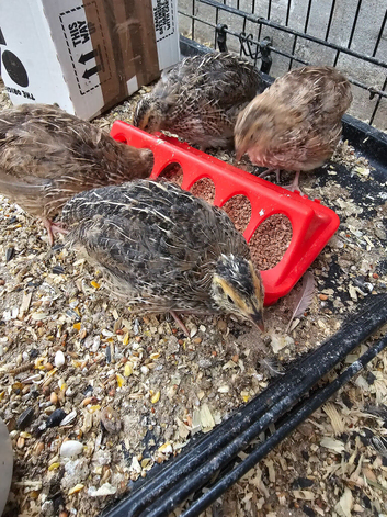 4 quail chicks to go