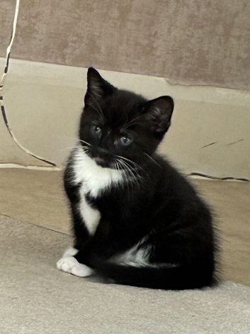 Kittens for sale (all females)