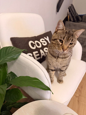 Boy cat 10 months old