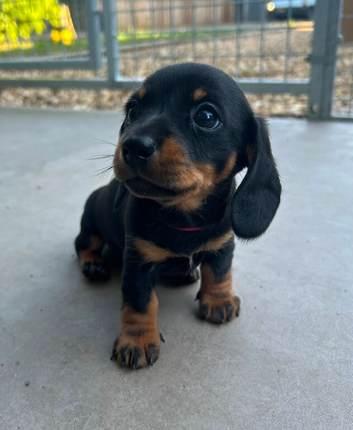 KC Miniature Dachshund Smooth Girl PRA Clear