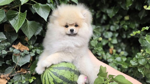 Pomeranian puppies for sale KCreg