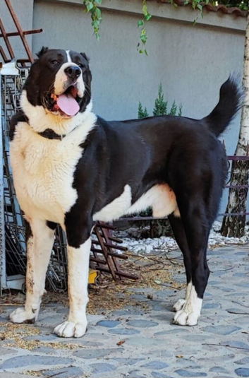 Central asian shepherd ,Alabay puppy